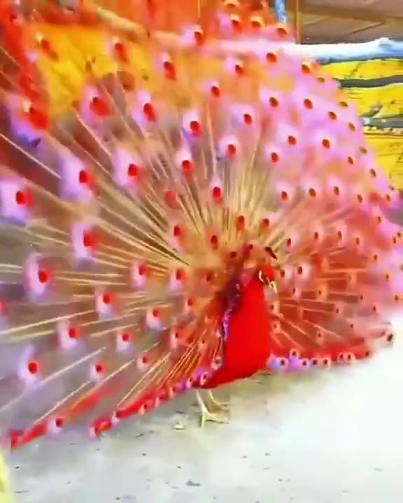 Rare Red Peacock|Most beautiful Peacock in the world