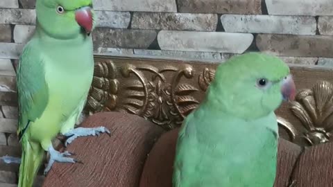 Parrots like to play at home