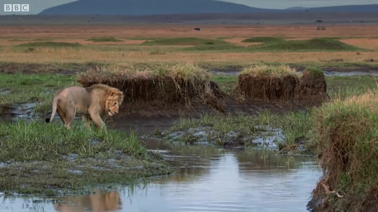 Hyena pack attacks loin