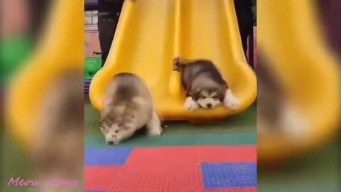 Baby Dogs - Cute and Funny Dog Videos compilation For You