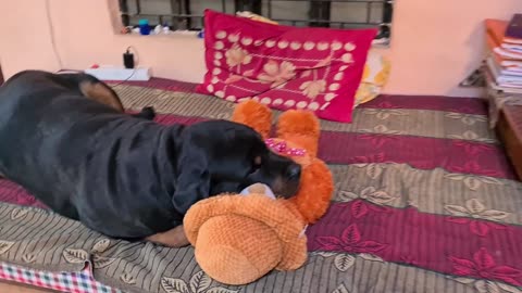 I I MADE MY DOG CRY 🥺 | I BOKE HIS FAVOURITE TEDDY 🧸 ||