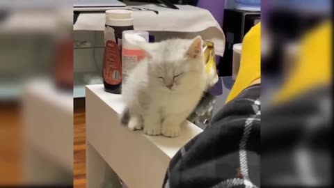 Sleeping Cat