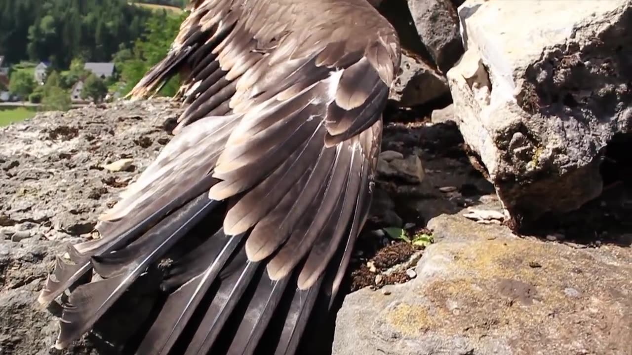 Vom Schlüpfen bis zum ersten Flug