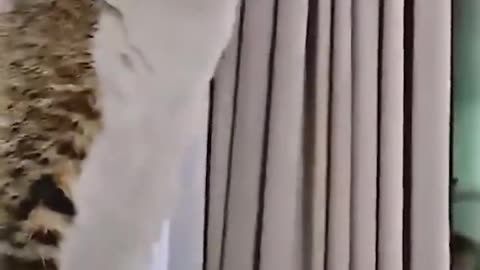 Dog and cat funny video must watch
