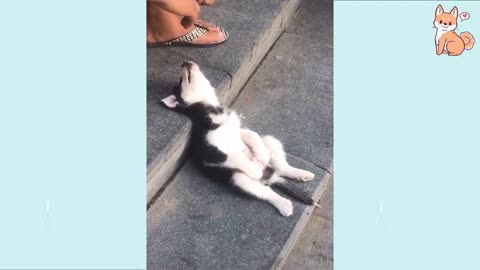 Try Not To Laugh At This Ultimate Funny Dog Video Compilation _ Funny Pet Videos