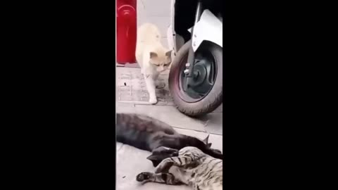 Funny animal videos