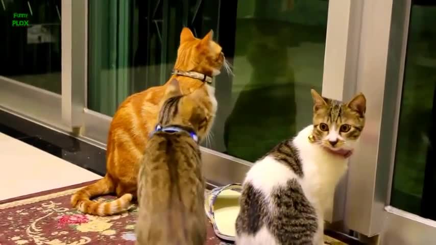 Funny Cats and Kittens Meowing Compilation