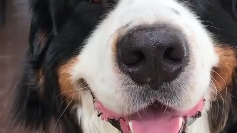 When the head strokes hit just right! 😆🐶