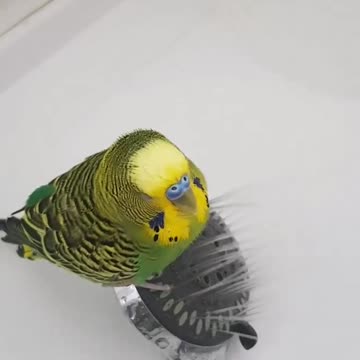 The lovebird takes a bath in cold water due to the extreme heat