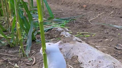 The little bunny steals a nibble of corn.