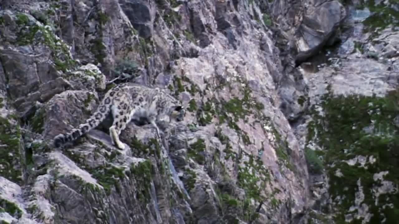 Mountain Goat Tossing Snow Leopard Falls Down From Cliff To Escape - Even The Mighty Can Falter-19