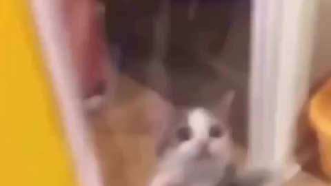 Happy happy happy Viral Cat Video 😘😘