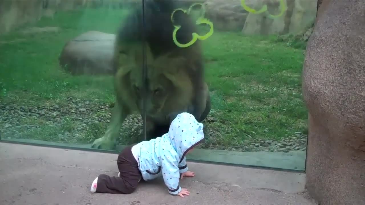 Lion trying to attack baby at zoo,