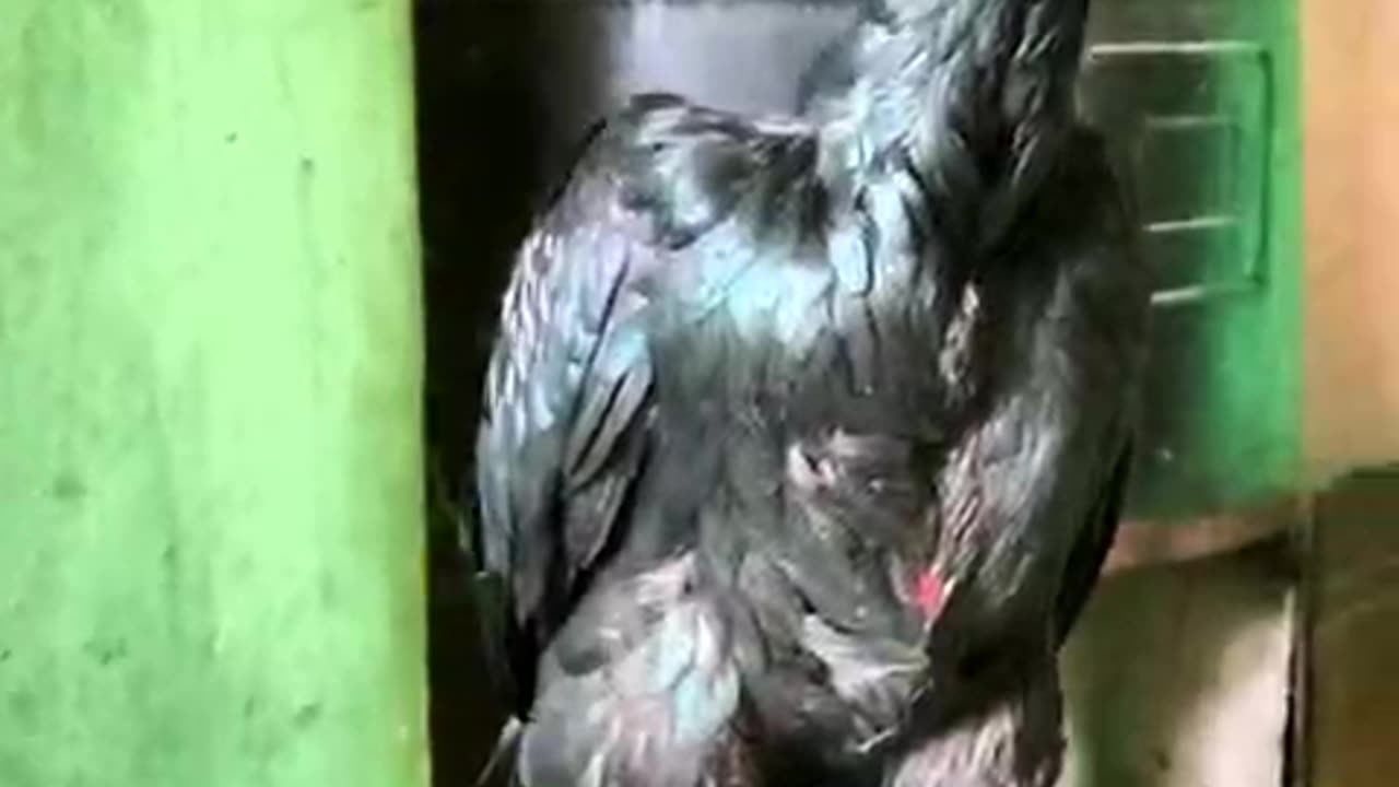 Vietnamese fighting cock 🐓