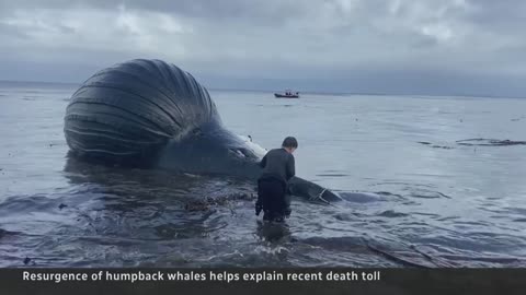 Multiple humpback whales found dead along B.C.’s coast