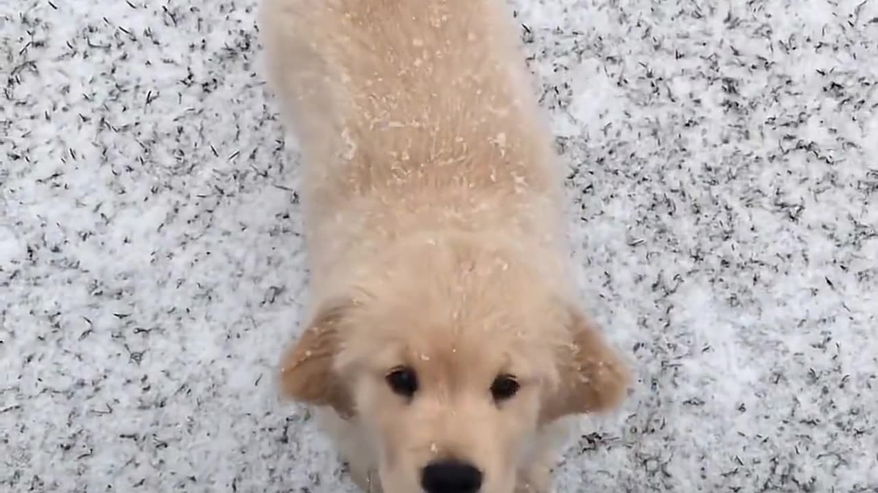 Dog Playing in snow