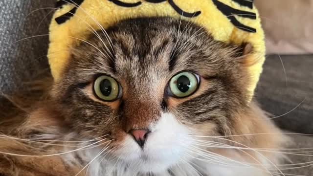 かぶりものチャレンジ