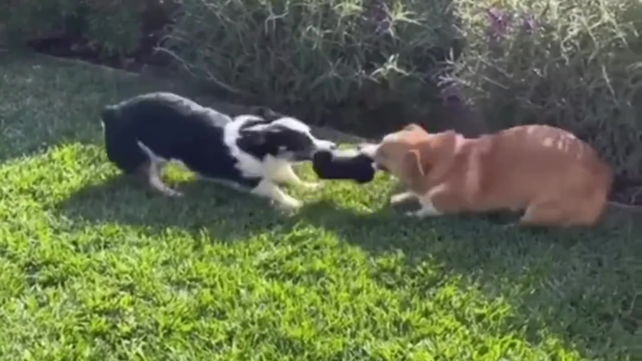 Funny animals ｜ Funny cats and dogs ｜ Funny animal videos 2023