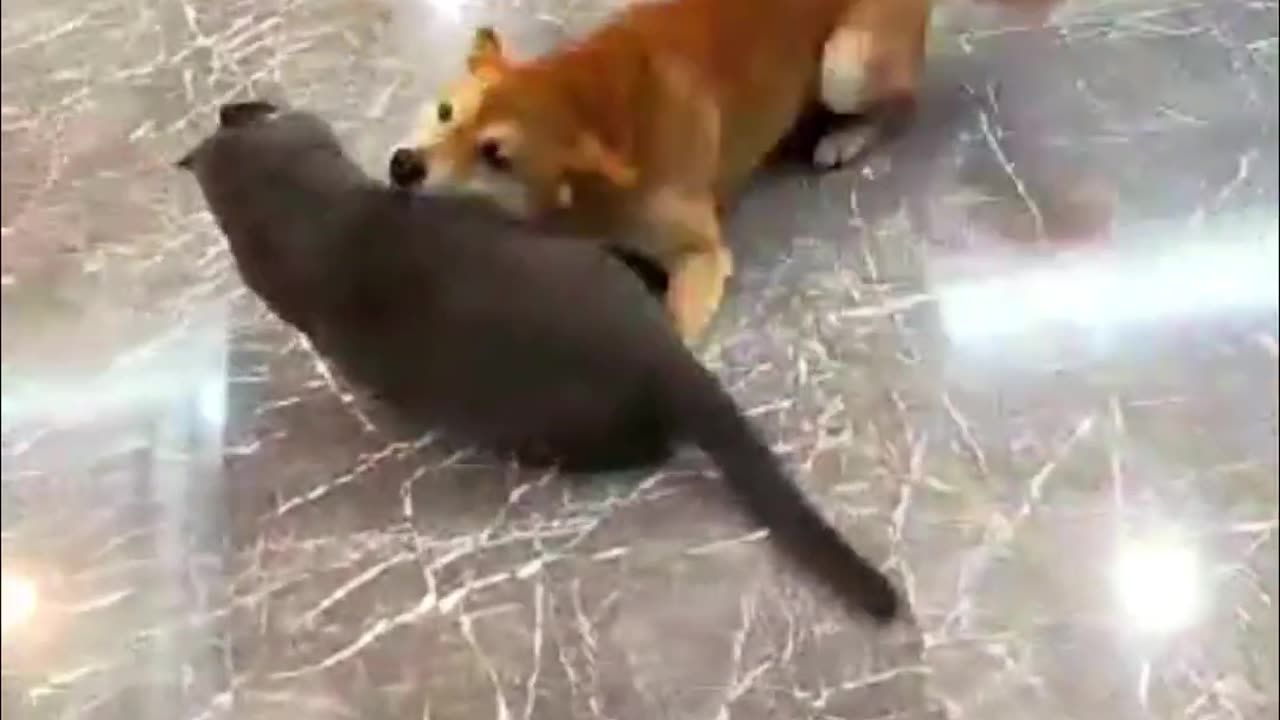 Funny Cats And Dogs Videos 😂 #1 - Best Funniest Animal Videos 2023 😅_2