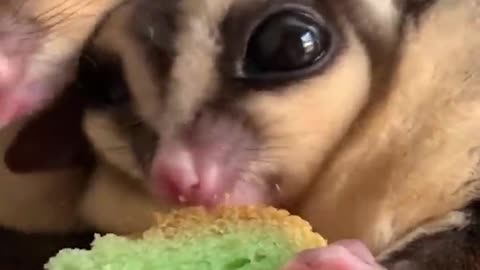 dog sawim and food funny video