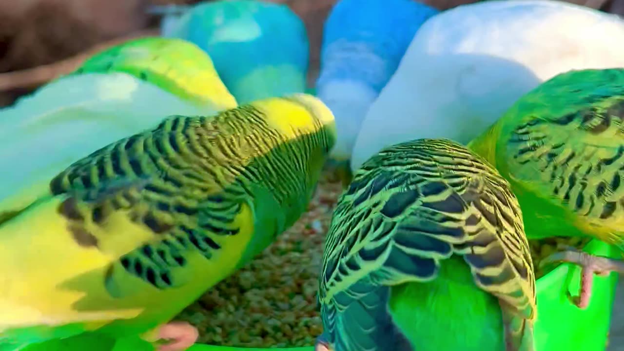 Star of Budgies #nature #animals #bird #birds #pets #birdsounds #animal #pet #aviary #budgies