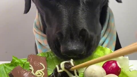 🔥 Let's Enjoy a Hotpot Feast 🍲🐶 Labrador Love 💖 #Shorts #ASMR #Dog #Food #Viral #Trending #Video