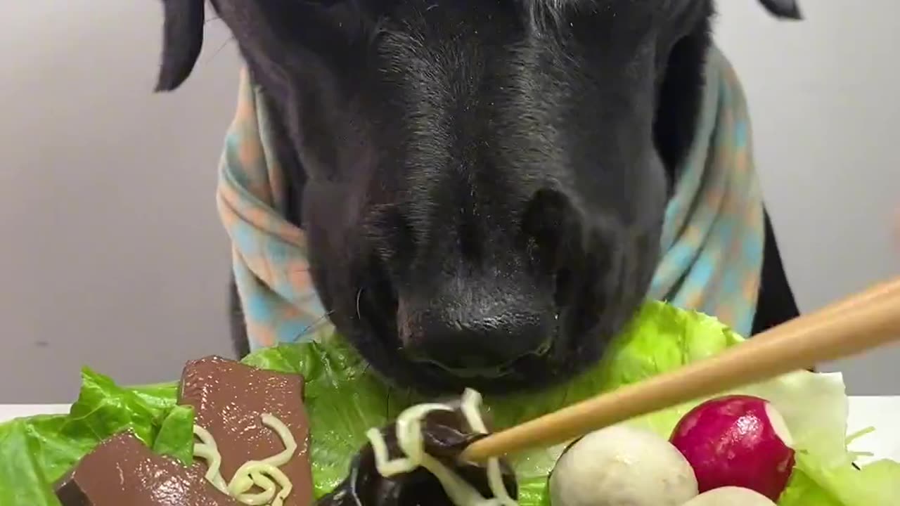 🔥 Let's Enjoy a Hotpot Feast 🍲🐶 Labrador Love 💖 #Shorts #ASMR #Dog #Food #Viral #Trending #Video