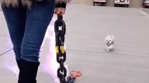 Master Xin Tai Da dog bites the rope by himself