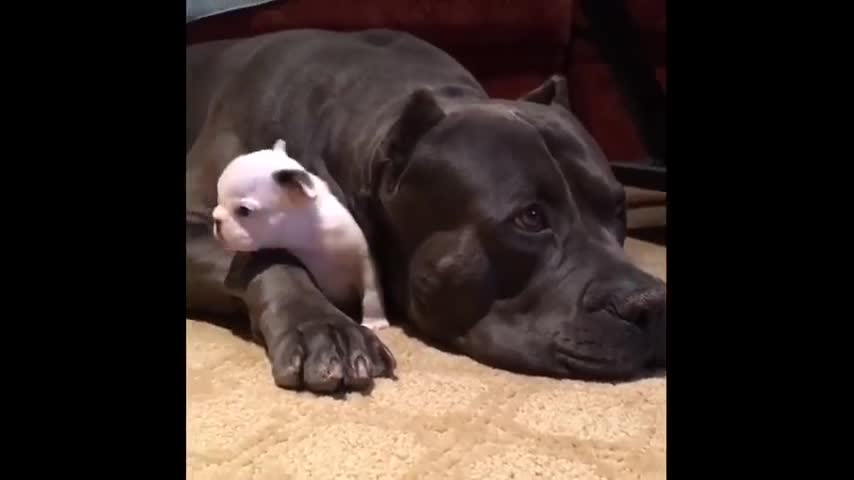 Big Dog Babysits Tiny Puppy And It's Way Too Cute