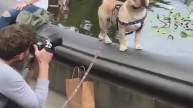 Cute and funny dog compilation