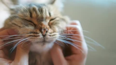 Lovely pets cute funn #pets #cat #funnypets
