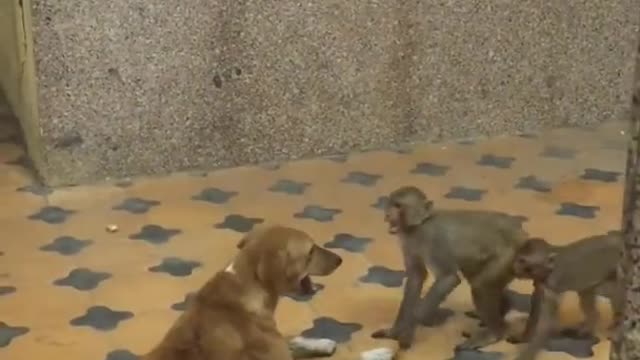 monkey and dog funny play