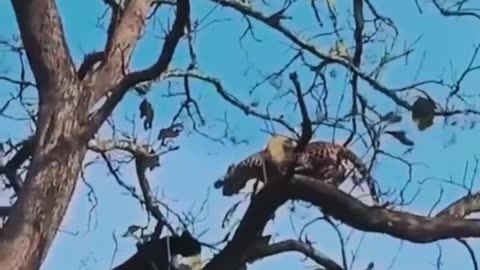 Animal: Black Panther climbs a tree with a jaguar in it