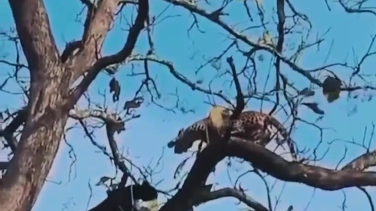 Animal: Black Panther climbs a tree with a jaguar in it