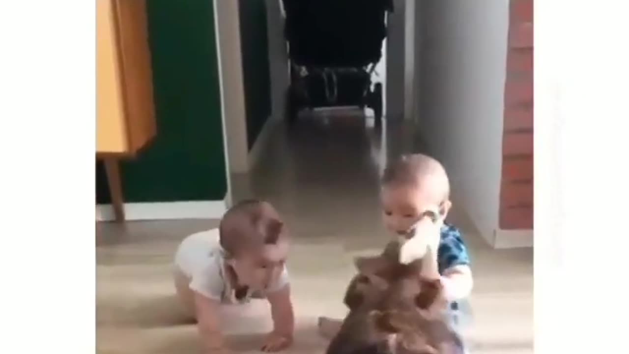 Friendly dog playing with kids