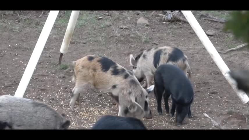 A group of cute little wild boars