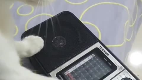 #funny #cats #cat #shorts #cute #viral