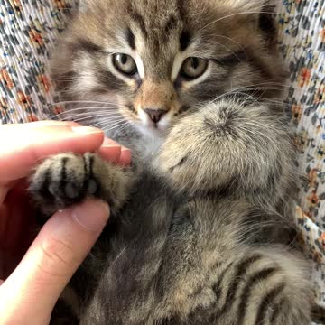 Cat Attack - Cat Reaction Compilation