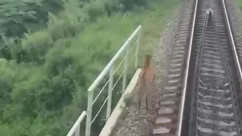 Tiger almost gets run over by incoming train