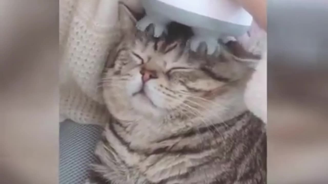 The Funniest Cat Videos on the Internet 🤣🐱