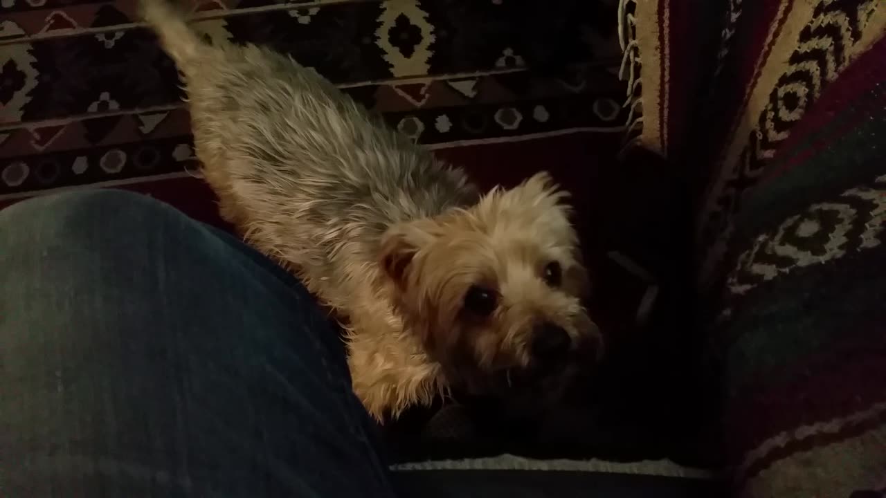 Yorkie Dog Wants Treats