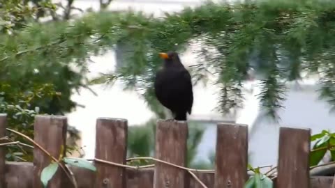 Think you need to know about blackbirds!