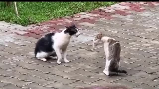 Cats fighting