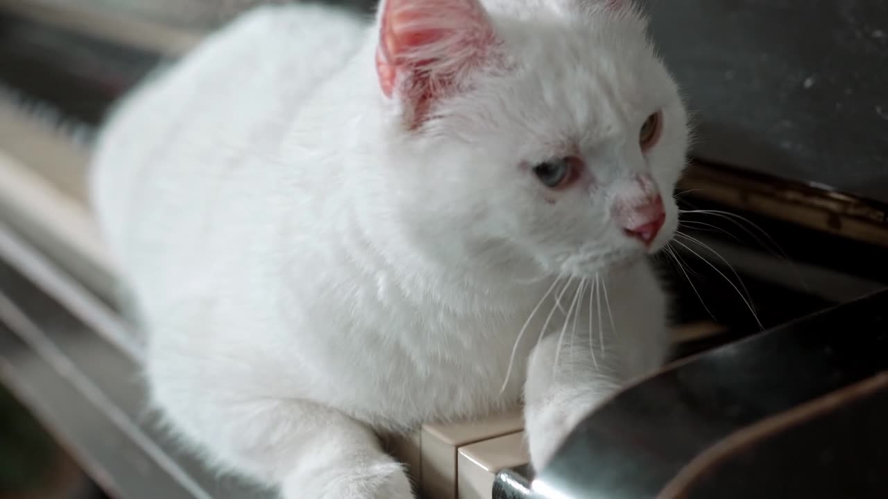 cat, cat videos, funny cat, cute cat, cutest cat