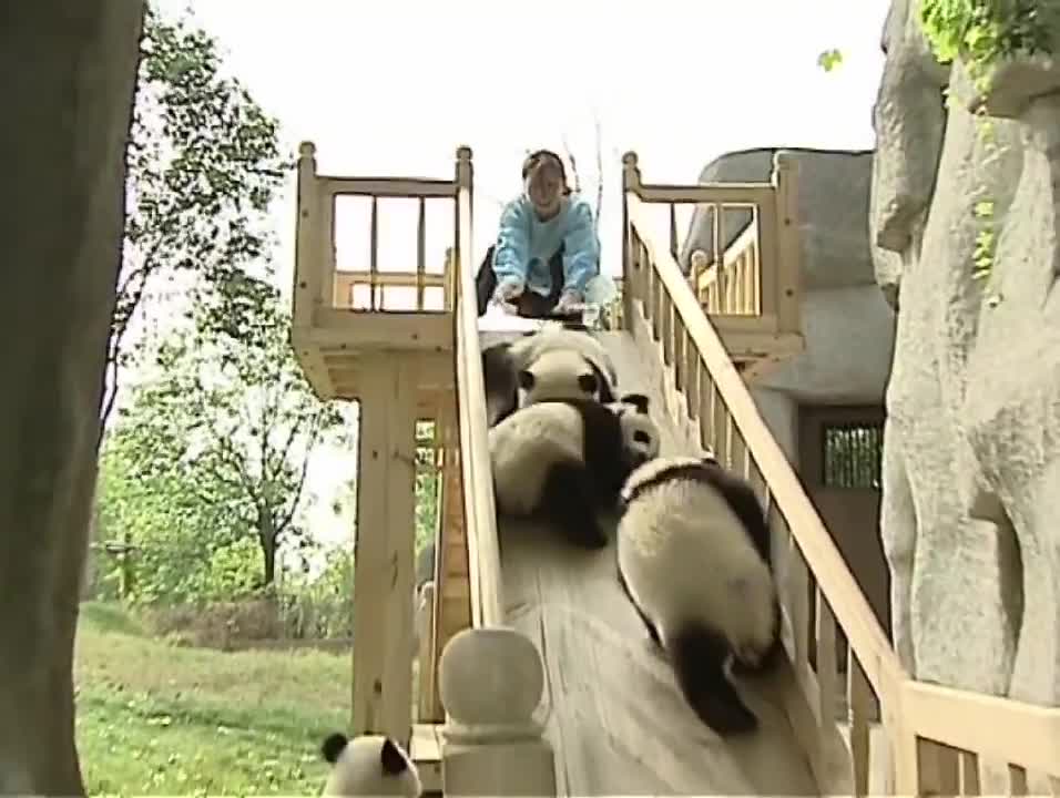 Cute pandas playing on the slide