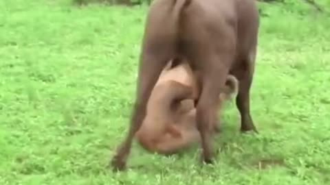 A lion takes on a buffalo