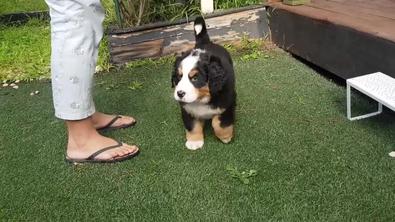 Bernese Mountain Dog Puppy First Day New Home