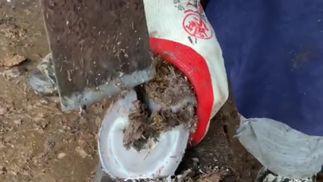 Hoof repair：The core of the hoof is dug clean and thoroughly