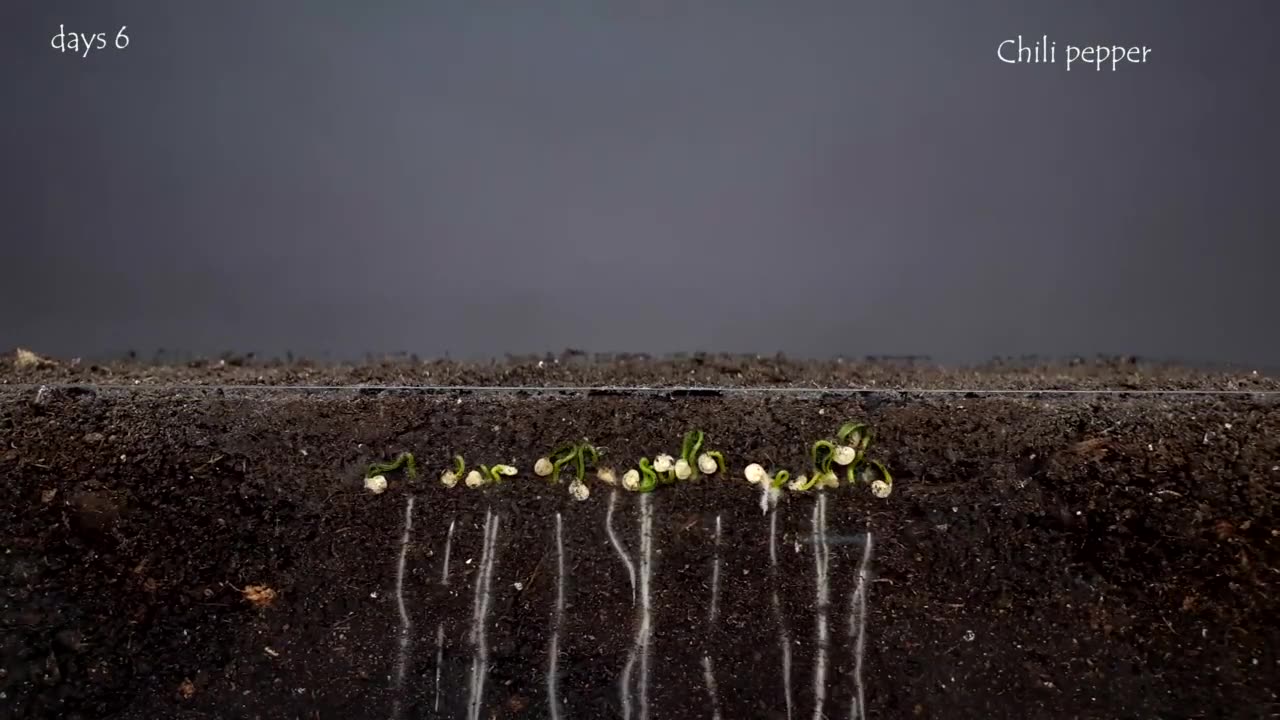 Timelapse - Red Chillies Growth - Seed growth day by day - Soothing Relaxing