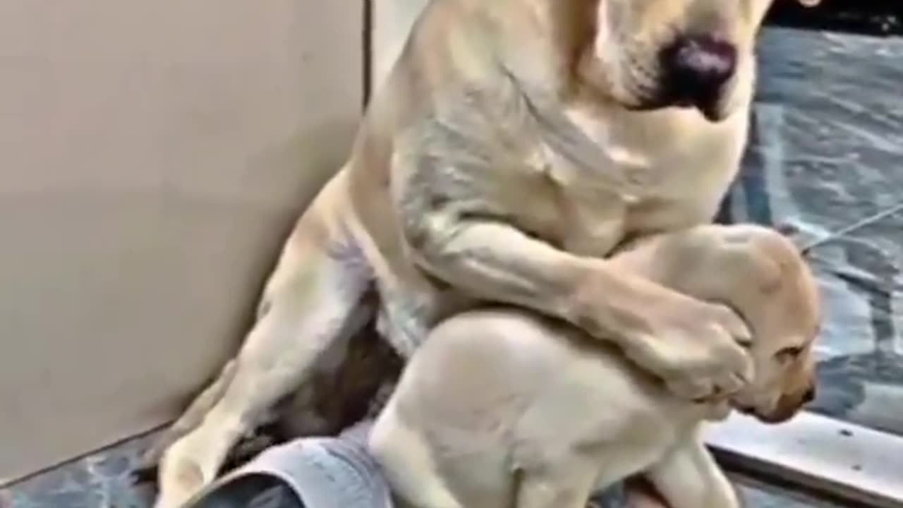 Mother dog stands up to protect her little one!